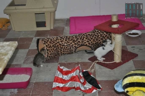 La storia del barese Mario De Giglio, che cura 100 gatti in difficolt�